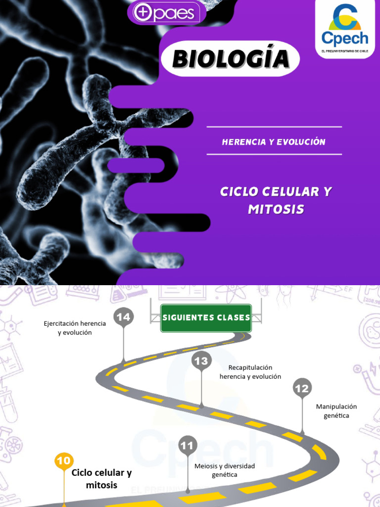 Fases del Ciclo Celular y Mitosis | PDF | Mitosis | Cromosoma