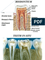 Cementum Model Seminar-2