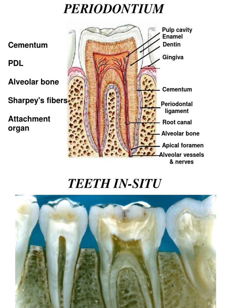 Cementum Model Seminar2 PDF Human Tooth Dentin