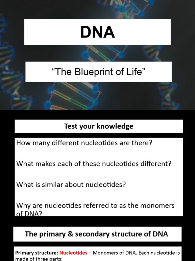Understanding DNA Structure and Function | PDF | Chromosome | Dna