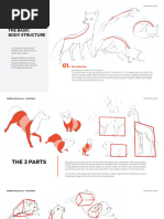 Cat Anatomy Reference Guide | PDF | Anatomy