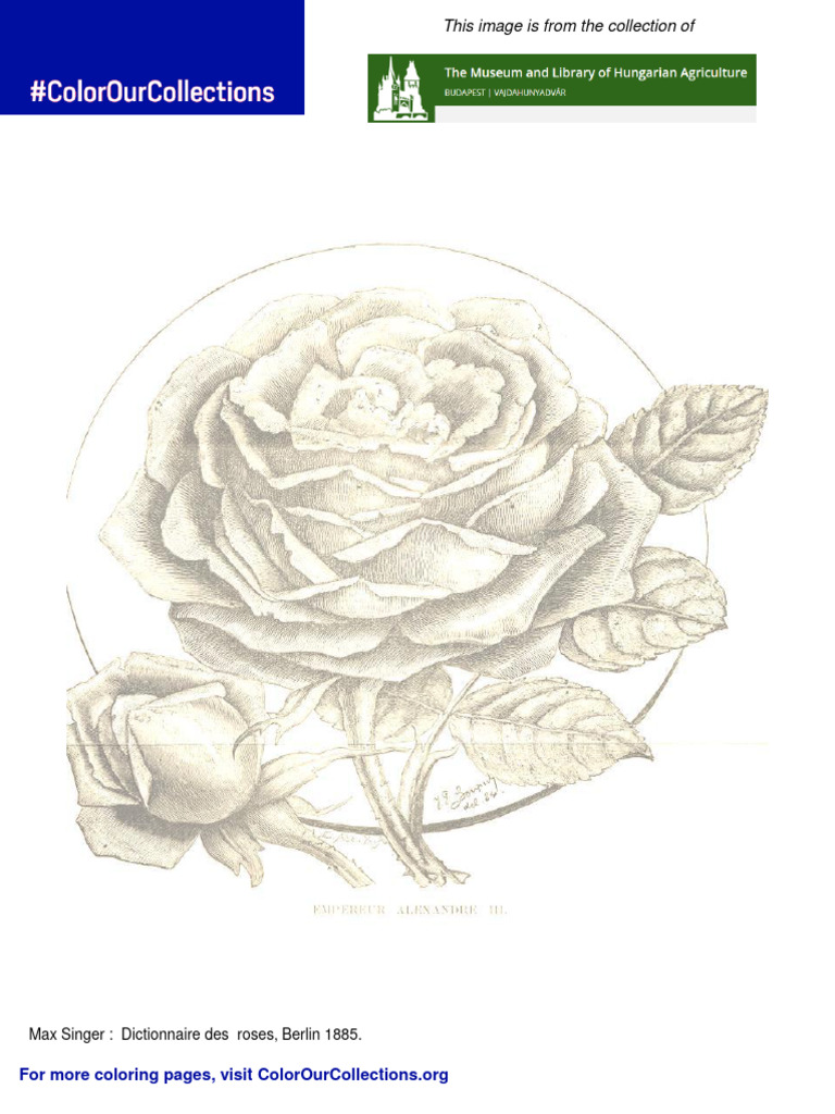 Max Singer's 1885 Rose Dictionary Image | PDF