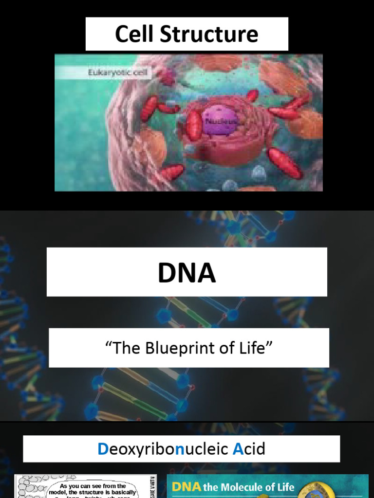 DNA Basics for Students | PDF | Dna | Base Pair
