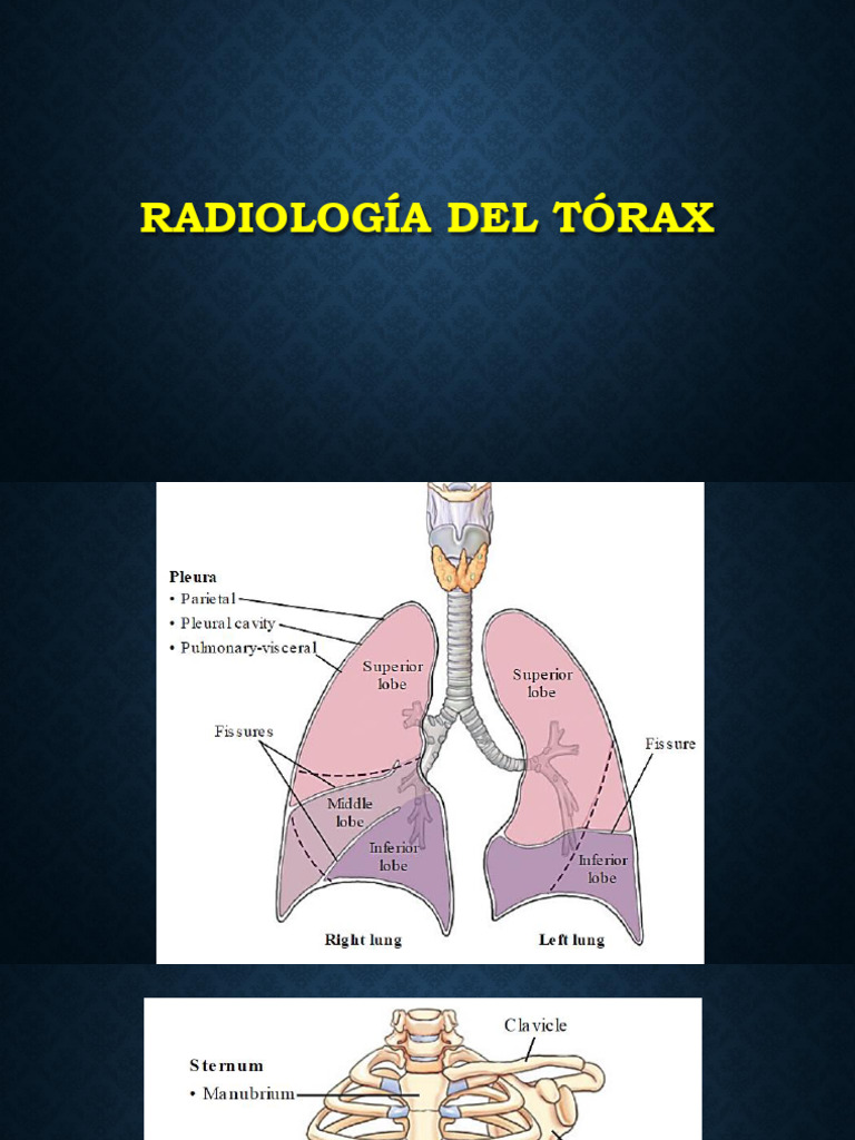 Radiología del Tórax: Proyecciones y Patrones | PDF | Pulmón | Aorta