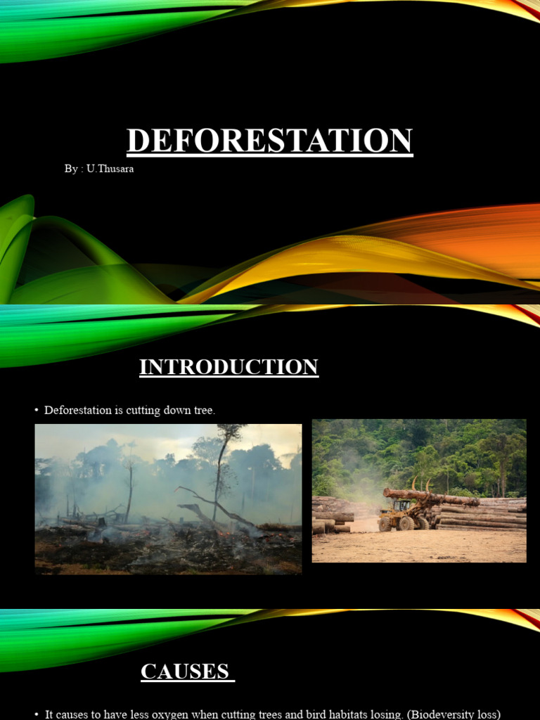 Understanding Deforestation Causes | PDF