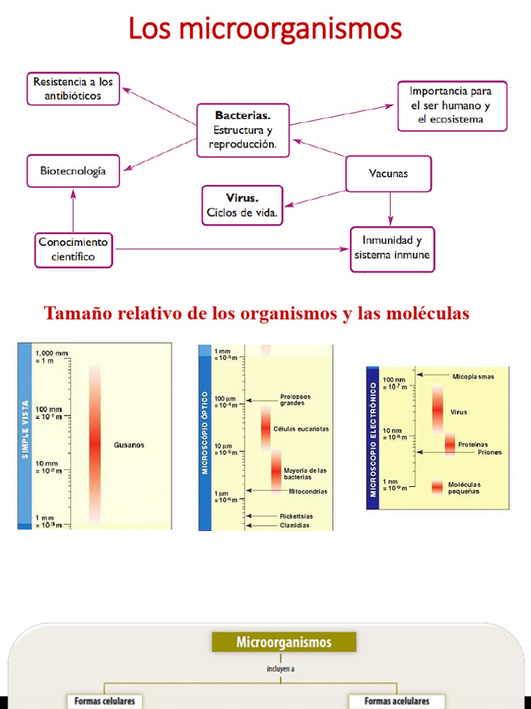 Microorganismos: Bacterias y Virus | PDF | Virus | Las bacterias