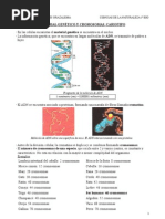 materialgenticoycromosomas-cariotipo-110306152050-phpapp01