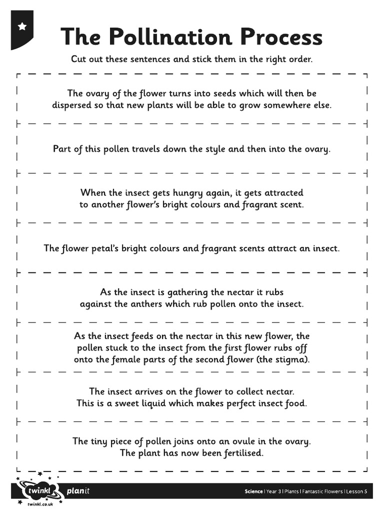 Year 3 Science The Pollination Process 3 Levels With Answers | PDF