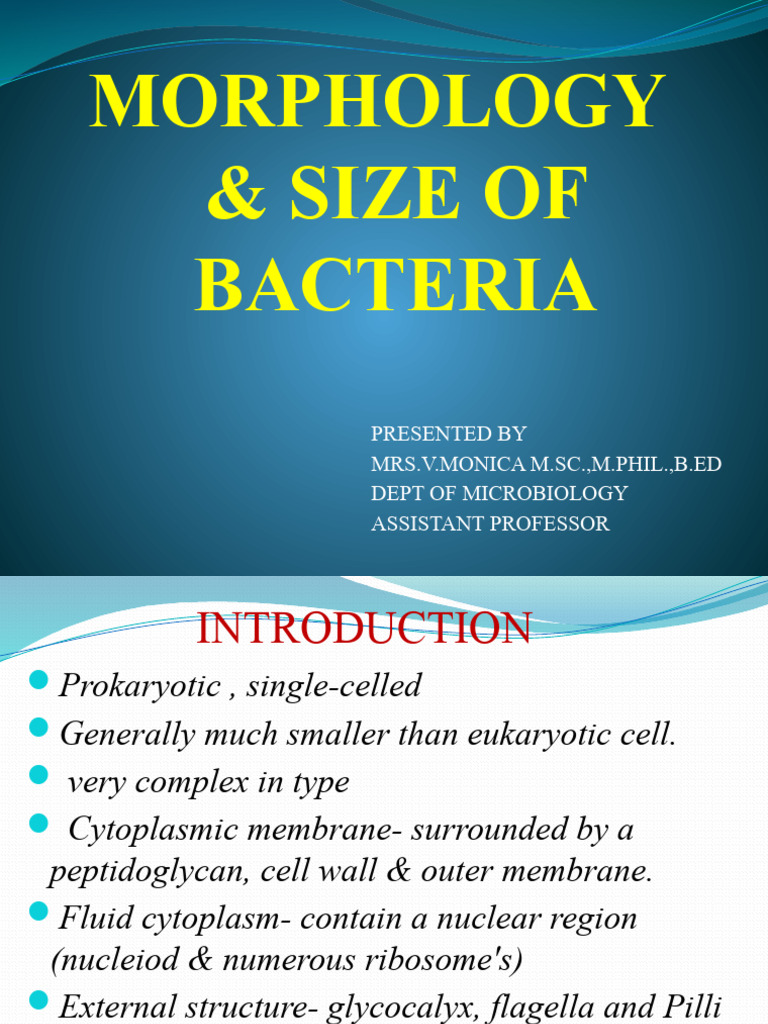 Bacterial Morphology and Structure Overview | PDF | Bacteria | Bacillus