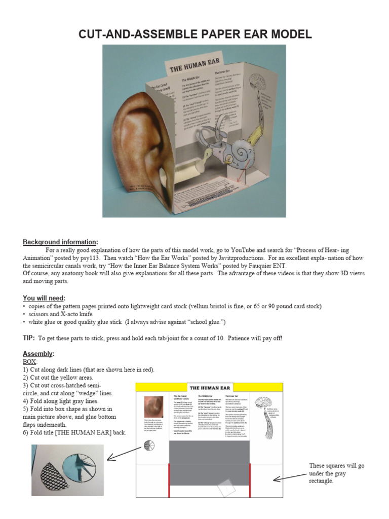 Printable Ear Model Assembly Guide | PDF | Ear | Neurology