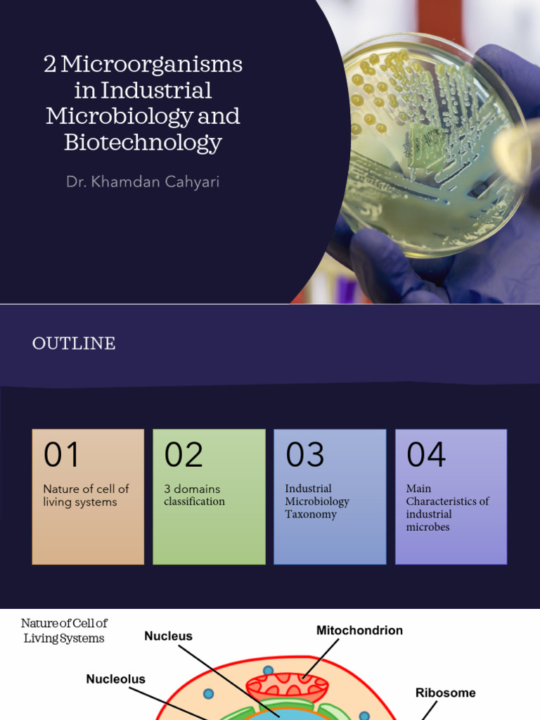 Industrial Microbiology: Key Microorganisms | PDF | Fermentation | Bacteria