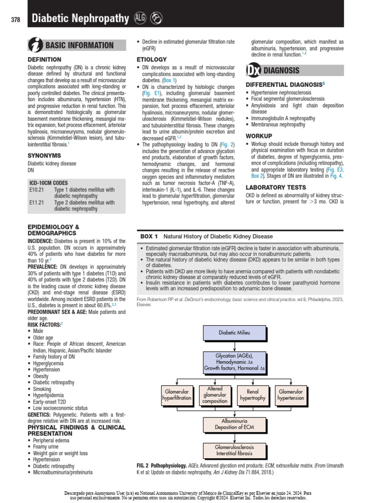 Diabetic Nephropathy | PDF | Chronic Kidney Disease | Kidney Disease