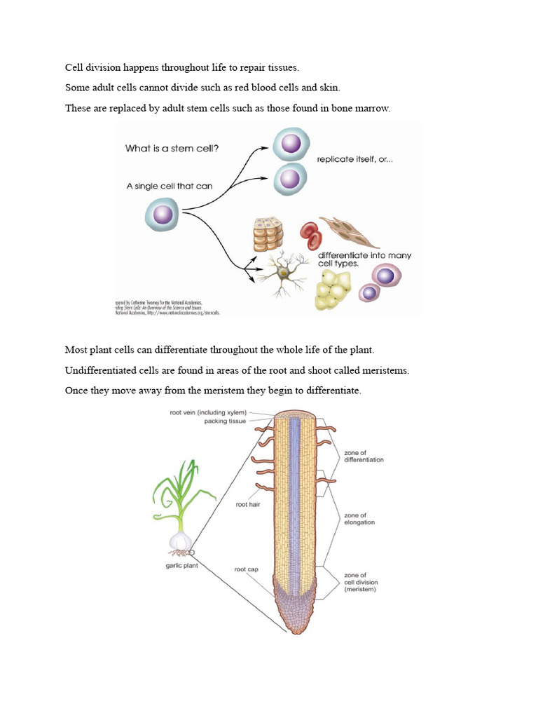 Stem Cells | PDF