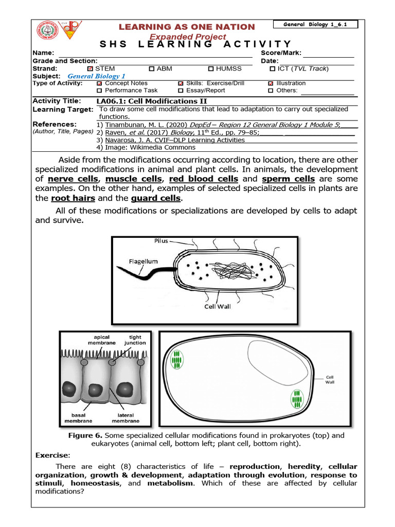 Gen Biology 1 LAS 6.1 Cell Modifications II | PDF