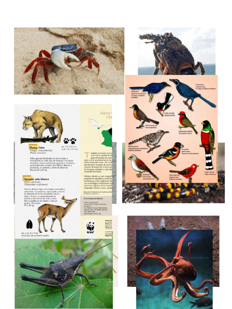 animales oaxaca | PDF