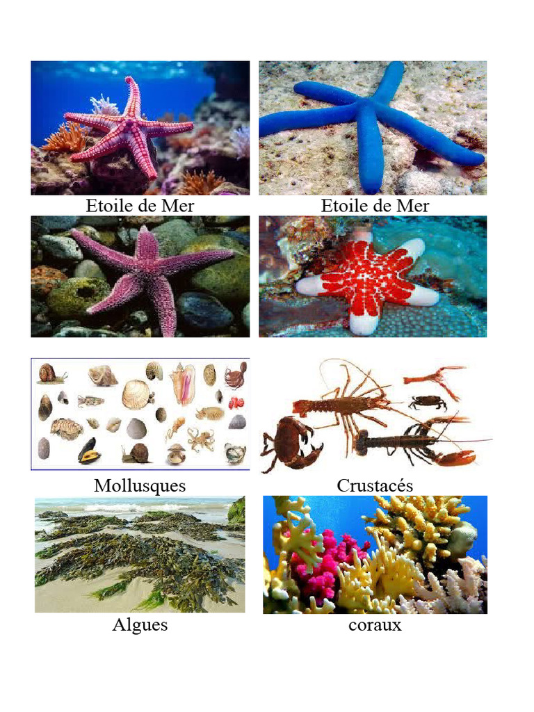 Étoiles de mer : dangers et caractéristiques | PDF | Zoologie
