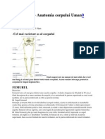 Femur 1