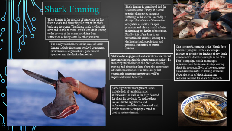 Year 11 Marine Science Shark Finning | PDF | Sharks | Fish