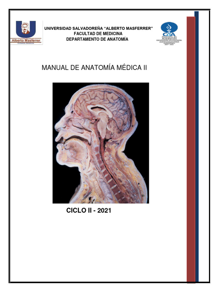 Manual Anatomia Ii Ciclo Ii 2021 Descargar Gratis Pdf Abdomen