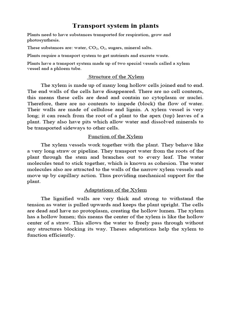 Xylem Structure and Function in Plants | PDF | Plants | Leaf
