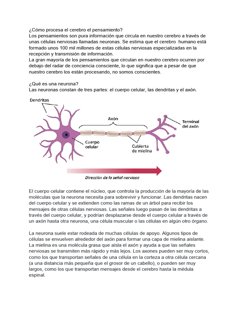 Procesamiento Cerebral de Pensamientos | PDF | Neurona | Cerebro