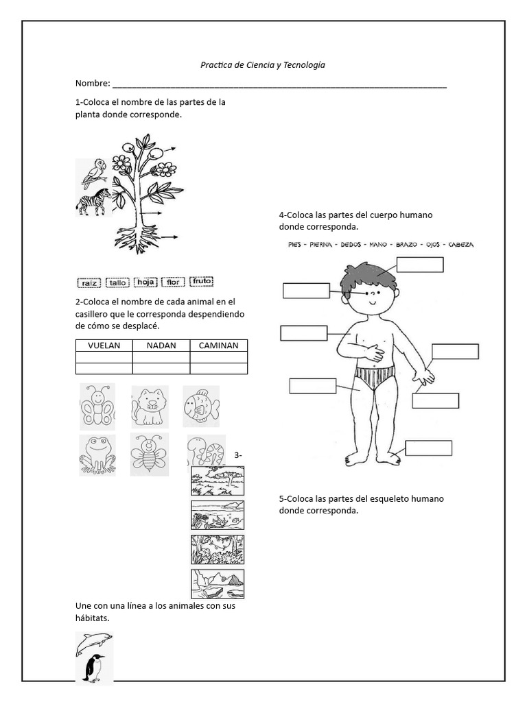 Practica de Ciencia y Tecnología - Primer Grado B | PDF