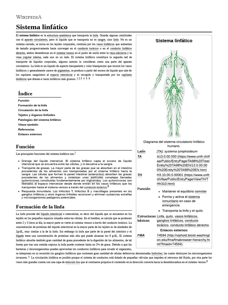 Sistema Linfatico 2 Pdf Sistema Linfático Linfocitos
