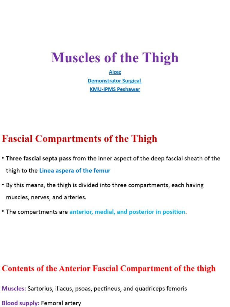 Muscles of The Thigh p5 | PDF | Human Leg | Knee