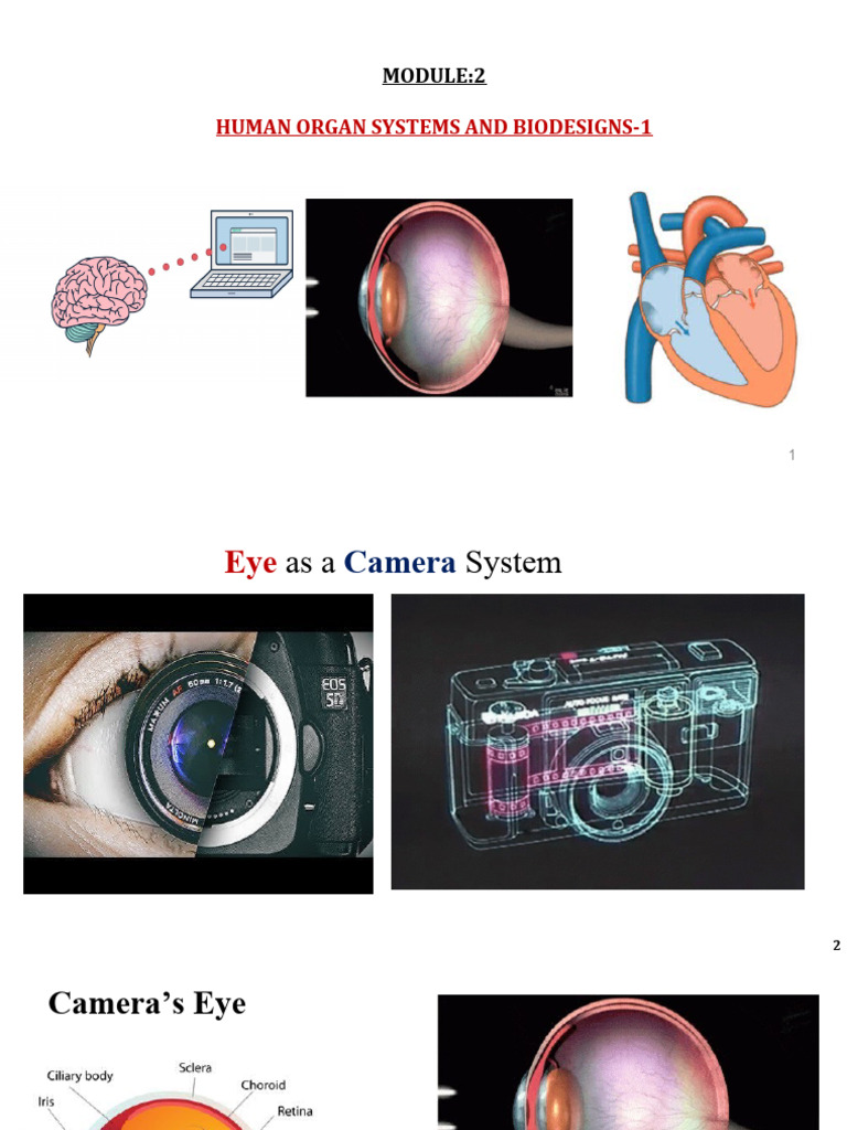 Module 3_Eye as Camera System | PDF | Eye | Visual Perception