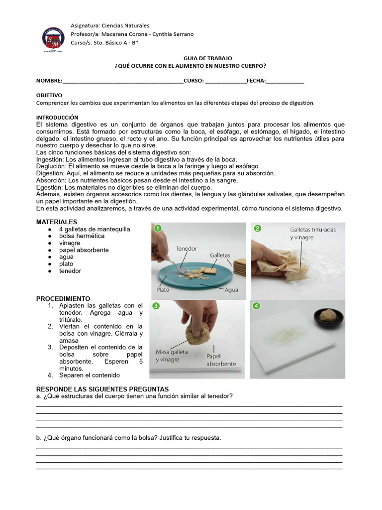 Proceso De Digestión Pdf Digestión Sistema Digestivo Humano