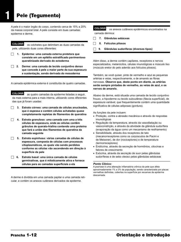 Netter - Anatomia para Colorir (John T. Hansen) (Z-Library) - Páginas-41 |  PDF | Epiderme | Biologia, image size:768x1024