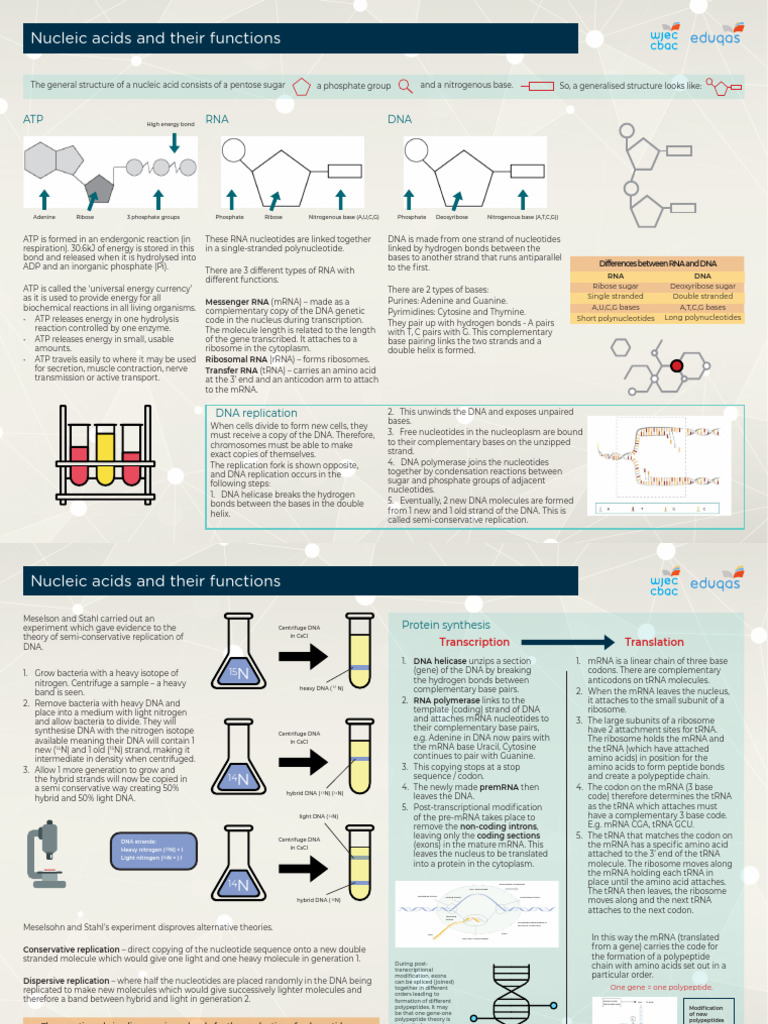NUCLEIC ACIDS SERVE AS A intelligence overview