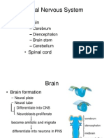 Central Nervous System: - Brain