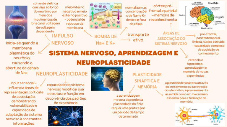 Sistema Nervoso, Aprendizagem e Neuroplasticidade PDF | PDF ...