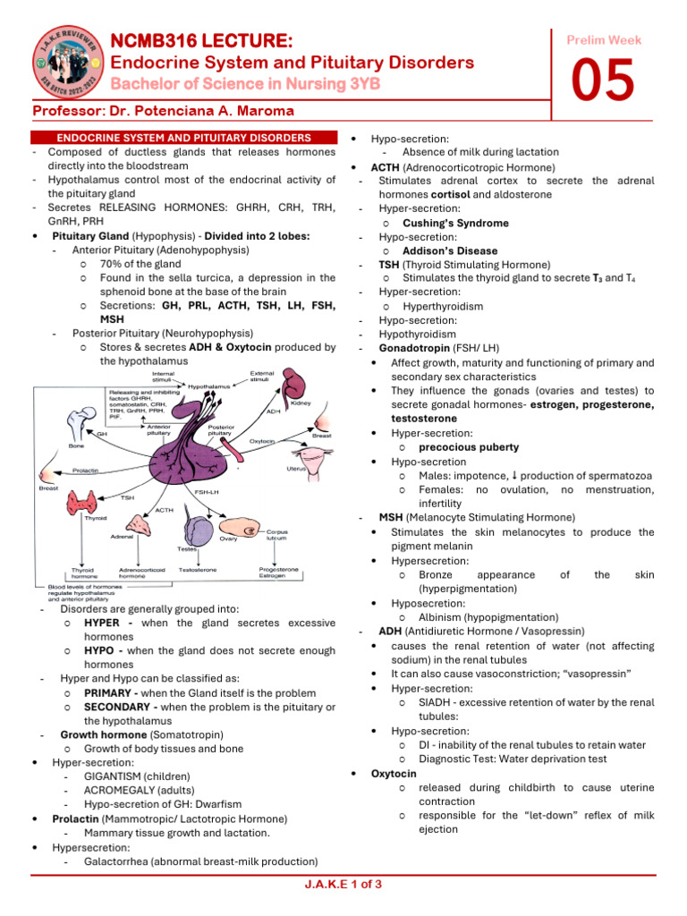 Endocrine System Pituitary Disorders Guide Pdf Endocrine System