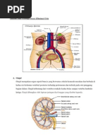 Download Anatomi Dan Fisiologi Proses Eliminasi by mevill SN75341611 doc pdf