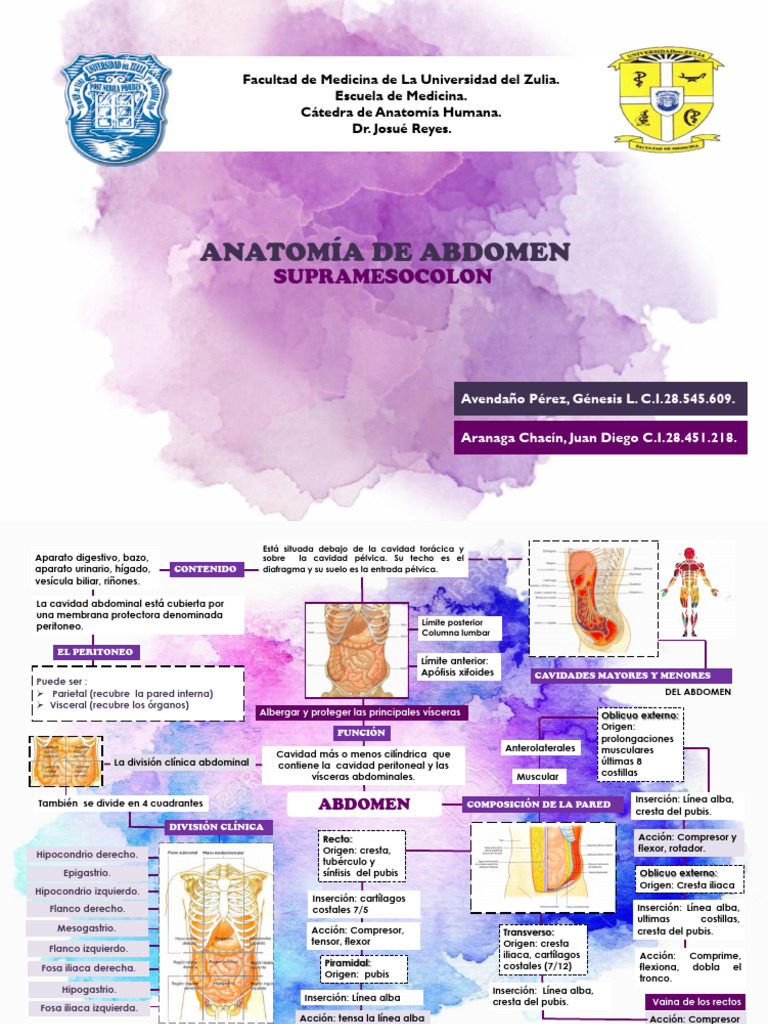Anatomy Abdomen | PDF | Abdomen | Sistema musculoesquelético