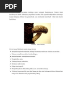 Download Jamur Shiitake by anandakhoirunnisa44 SN75342703 doc pdf