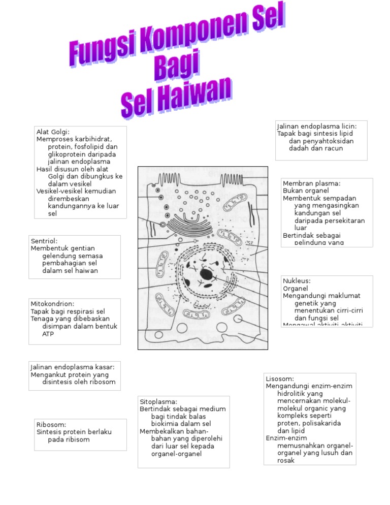 Fungsi Komponen Sel Haiwan Pdf
