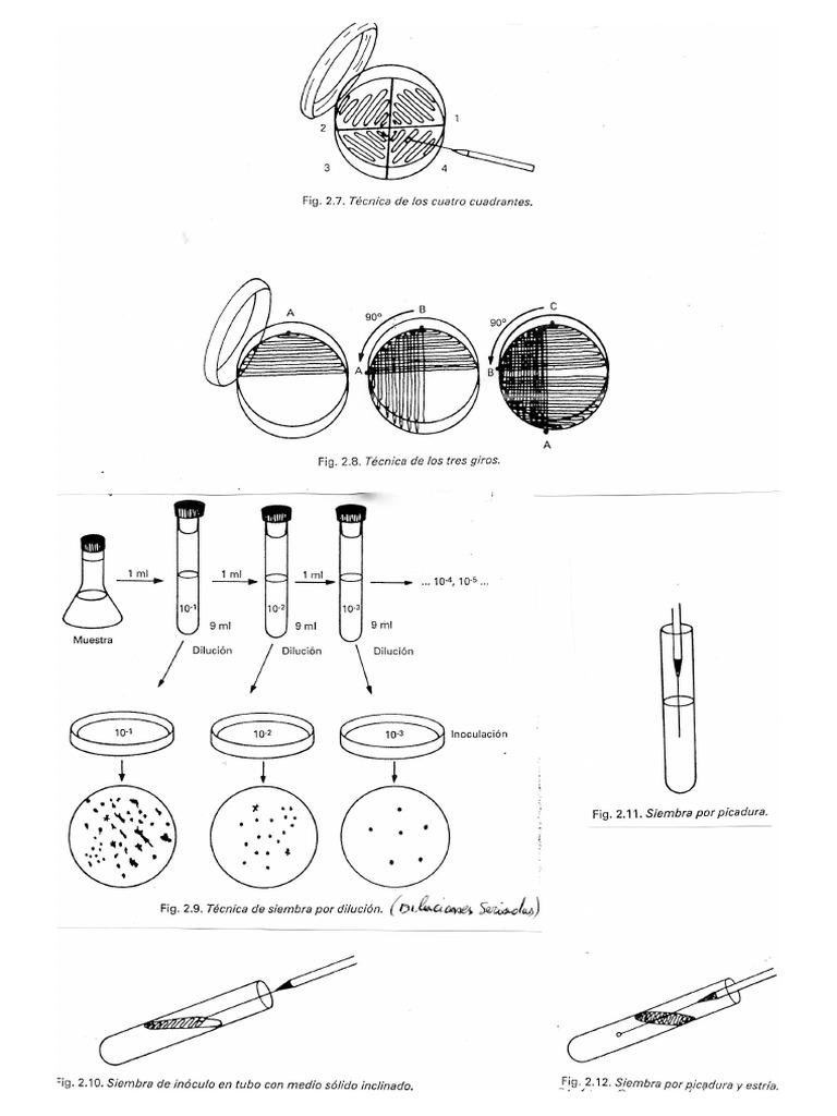 Imágenes 2 Análisis Microbiológicos | PDF
