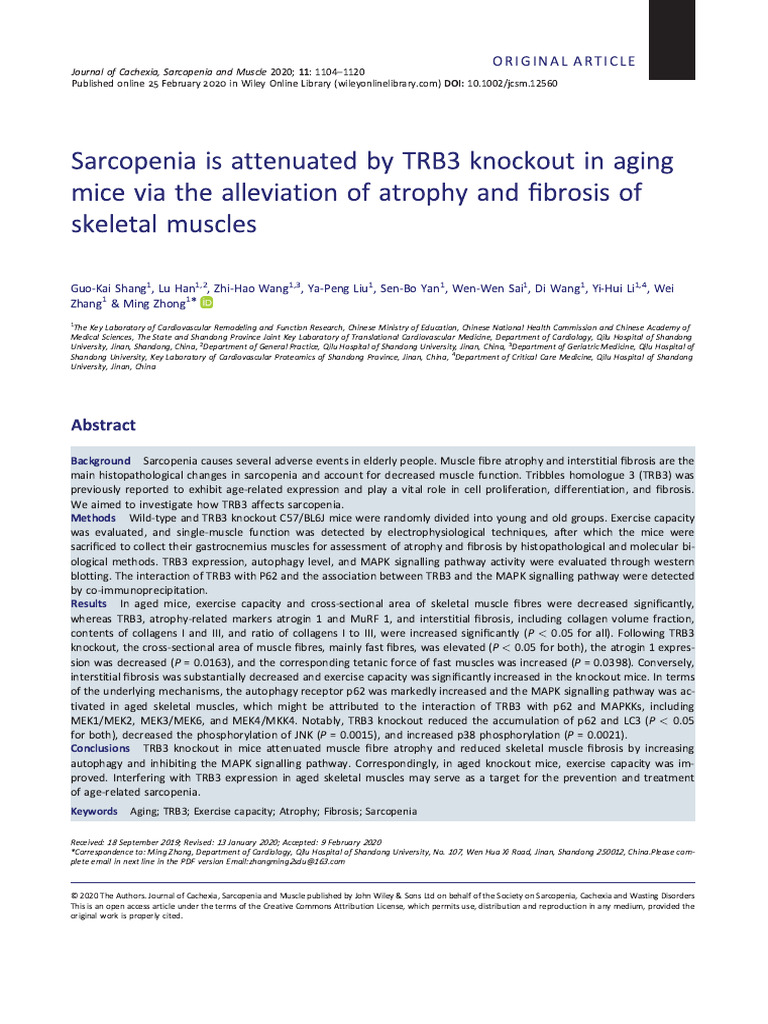 Sarcopenia Is Attenuated by TRB3 Knockout in Aging Mice Via The ...