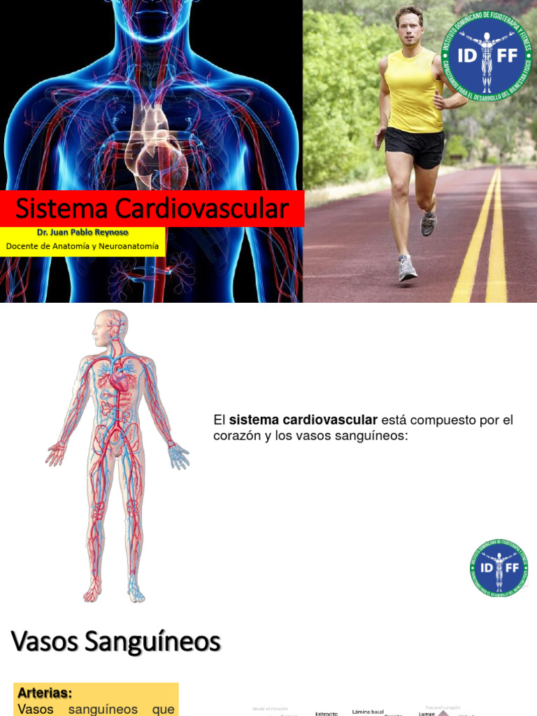 Sistema Cardiovascular Pdf Sistema Respiratorio Corazón