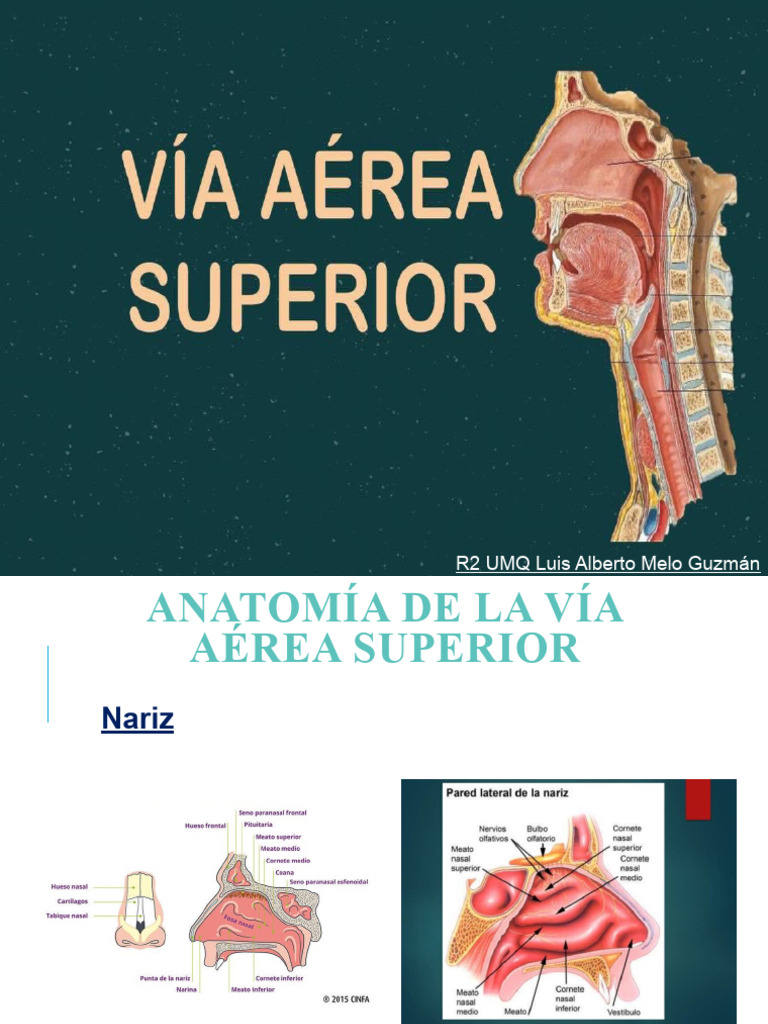 anatomia-de-la-via-aerea-superior-pdf-laringe-anatom-a