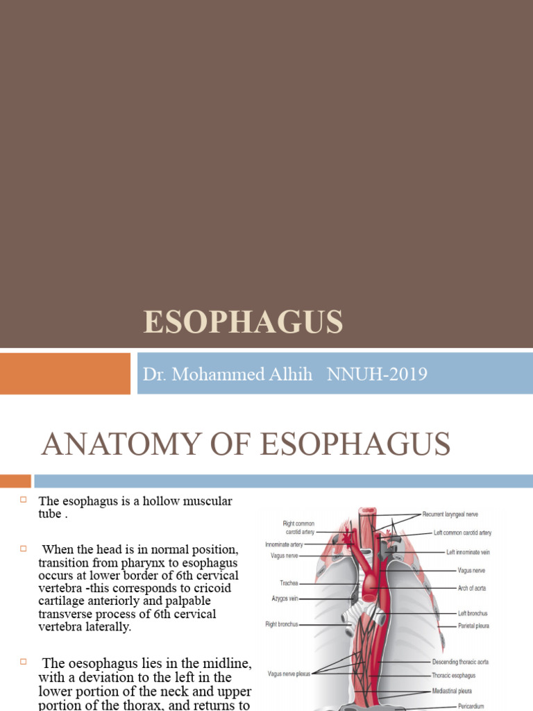 Esophagus visual data 4