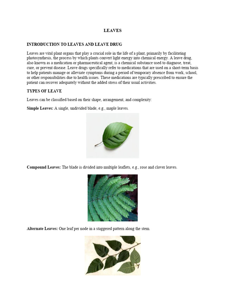 Understanding Leaves and Leave Drugs | PDF | Leaf | Branches Of Botany