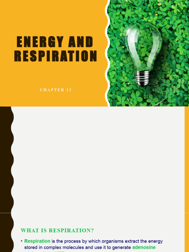 Understanding Energy and Respiration | PDF | Cellular Respiration ...