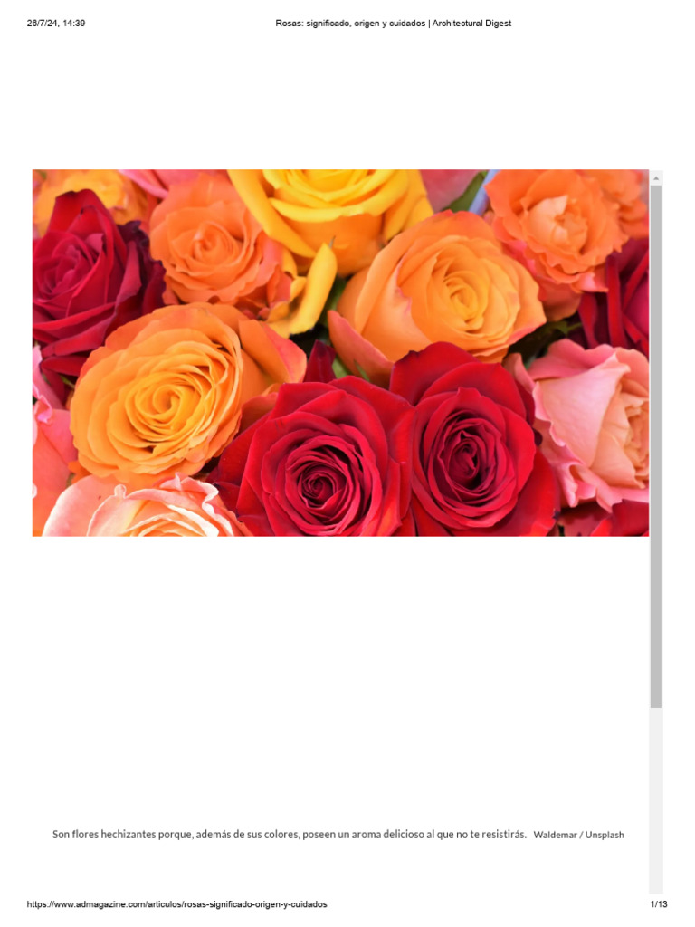 Rosas: Belleza, Significado y Cuidados | PDF | Rosa