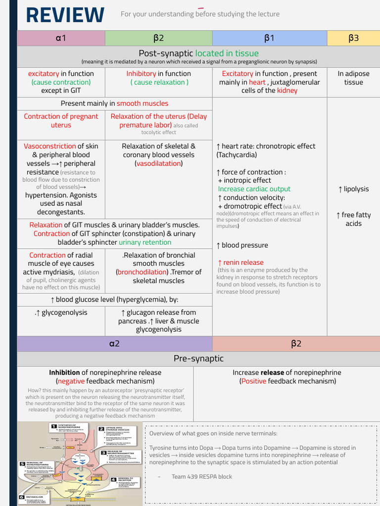 2-Beta Adrenergic Blockers | PDF | Heart | Neurotransmitter
