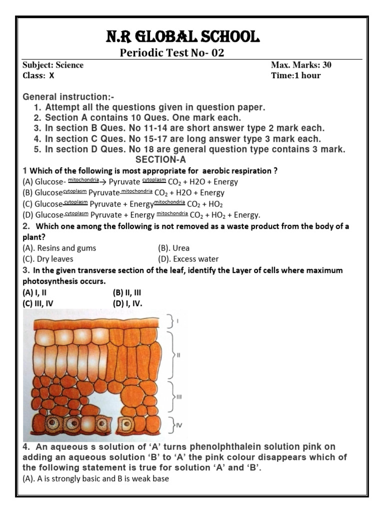 X Paper School | PDF | Digestion | Human Digestive System