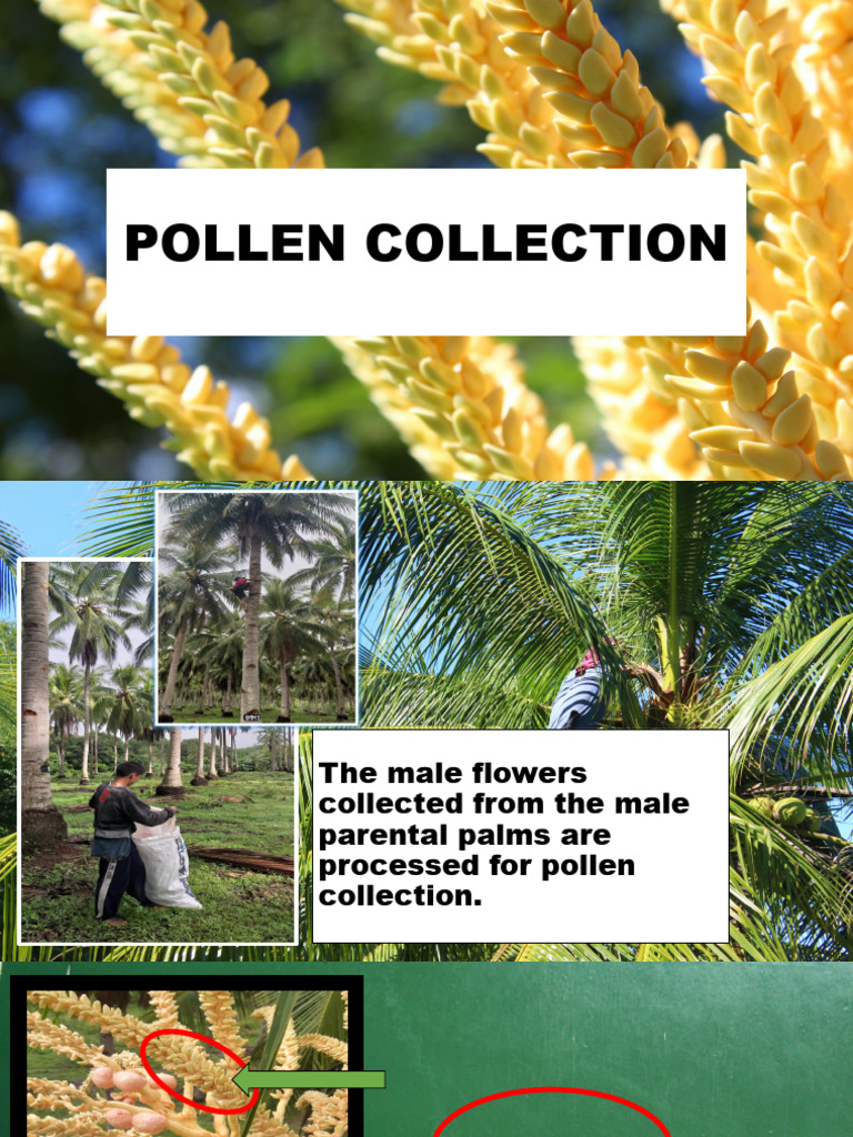 Pollen Collection and Processing Guide | PDF | Flowers | Pollen